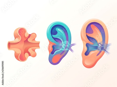 Anatomical cross section of human ear showing inner ear structures with ear anatomy medical illustration auditory system ear structure medical science body part ear canal ear drum ear infectio