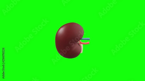 Kidney 3D animated on green screen background
