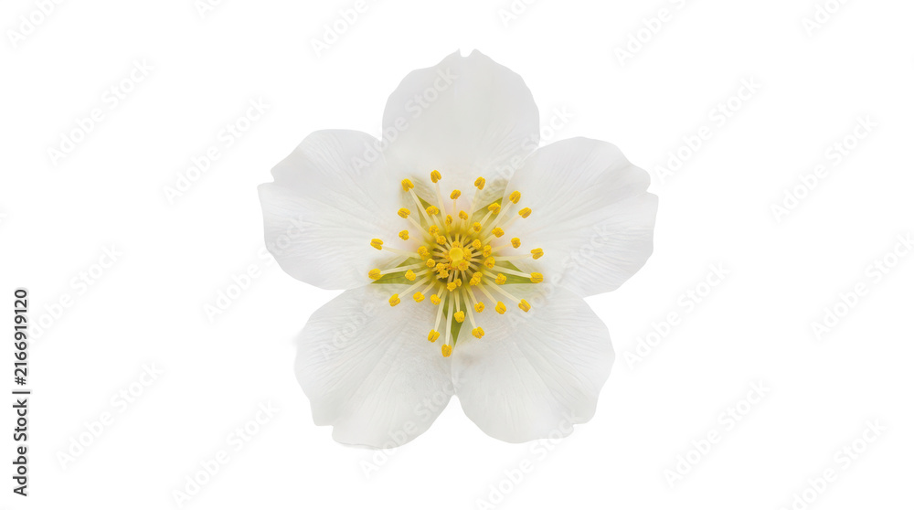 Obraz premium Single white cherry blossom flower isolated on white background
