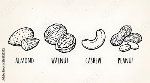 Botanical Illustration Set Featuring Various Bean Varieties