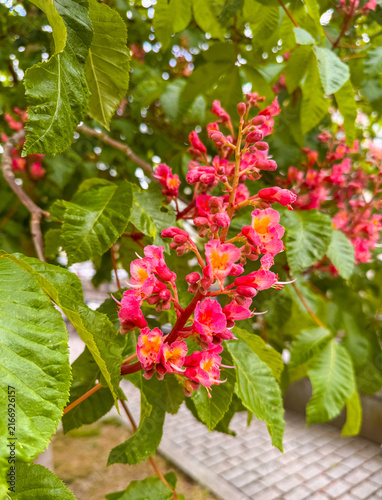 Canvastavla Aesculus carnea, or red horse-chestnut
