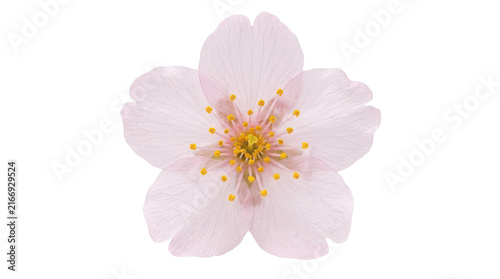 Single pink cherry blossom flower isolated on white background