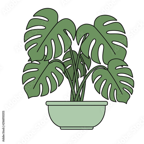 Monstera plant in a pot