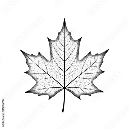 Striking maple leaf illustration nature symbol emblem outline icon fall season design element foliage canadian identity artwork transparent background