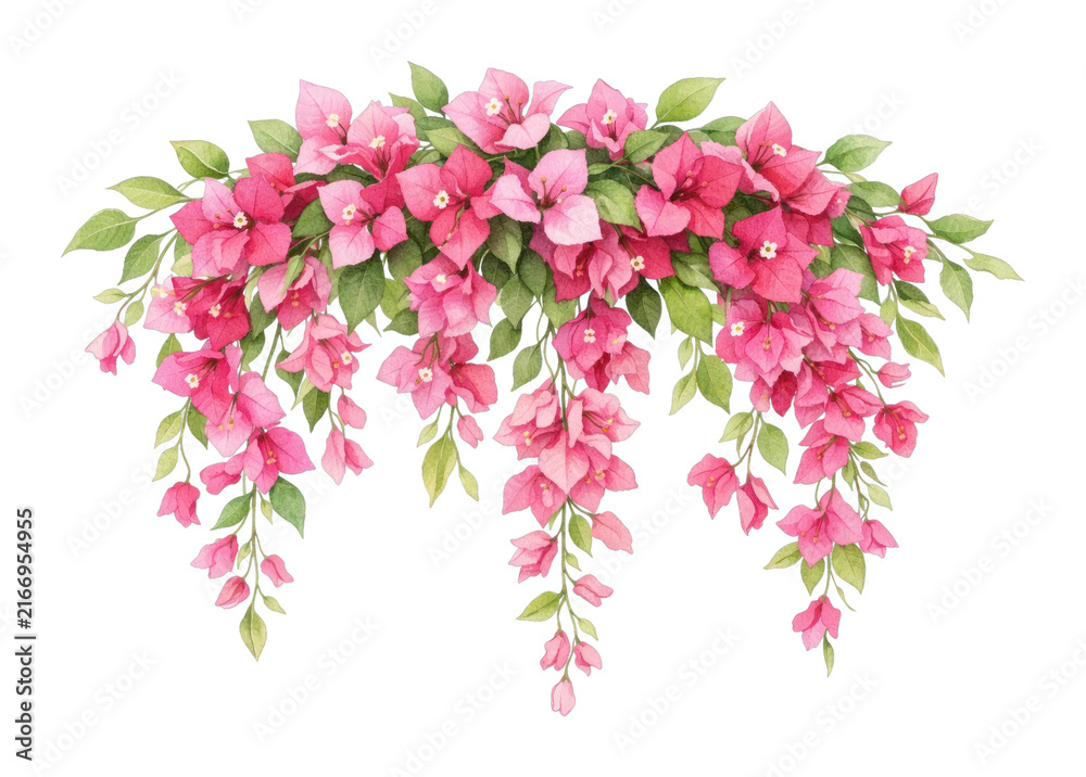 Obraz premium PNG Vibrant pink bougainvillea floral illustration.