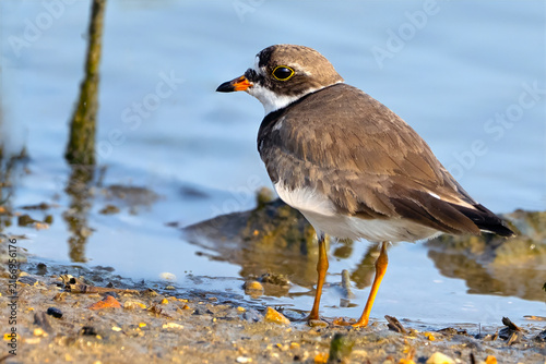 Canvastavla Semipalmated Plover in the Marsh