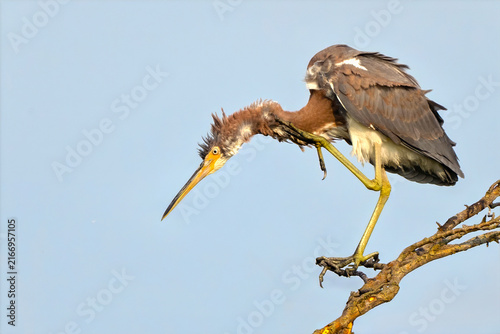 Tricolored Heron Scratching Head in Tree 
