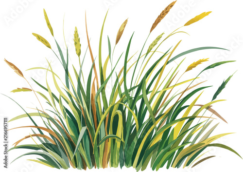 watercolor Tall Grass vector illustration isolated on white background