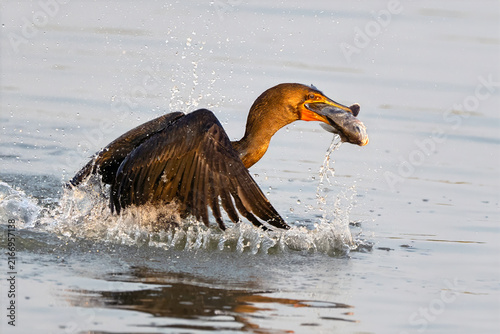Double-Crested Cormorant with Large Fish