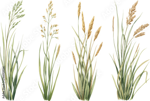 Watercolor Tall Grass Vector Illustration, Wild Grass Botanical Nature Artwork Isolated on White Background