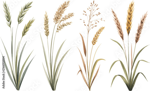 Tall Grass Watercolor Botanical Vector Illustration, Wild Grass Plant Clipart Isolated on White