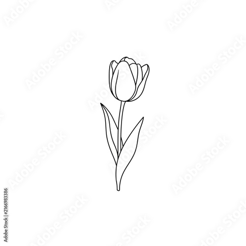 Isolated Tulip Outline Vector