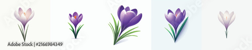 Crocus Flower Vector Illustration
