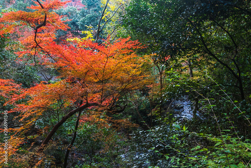 山合いに広がる赤と黄の紅葉 豊かな自然と秋の森のロケーション