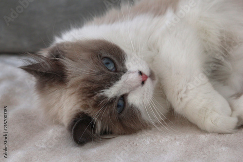 Cuadro en lienzo A fluffy Ragdoll cat with blue eyes and a white coat, lying on a soft surface