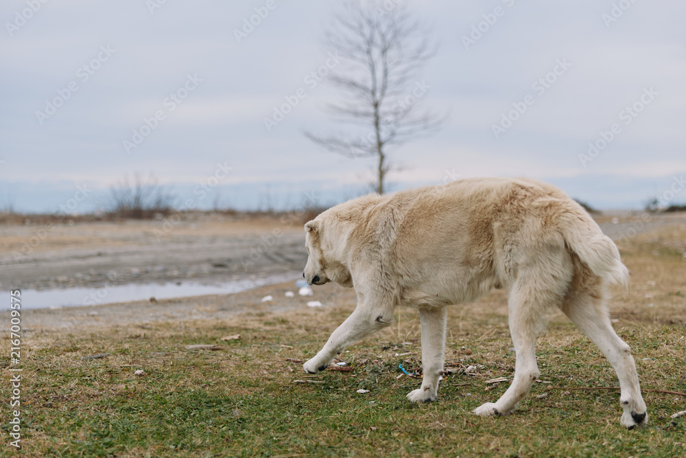 Fototapeta premium Dog, canine, animal in outdoor field walking along damp ground, solitary mammal exploring open landscape with distant bare tree and cloudy sky, calm natural moment for wildlife photography