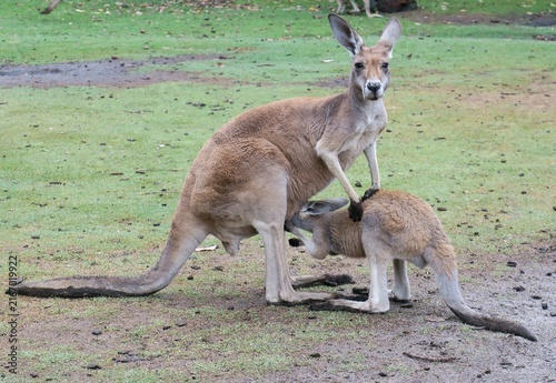 Cuadro en lienzo kangaroo and baby at Caversham Wildlife Park, Western Australia