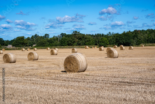 Round bales on field in Oland Sweden