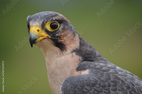Obraz na płótnie Close-up portrait of a Lanner Falcon looking alert against a blurred background