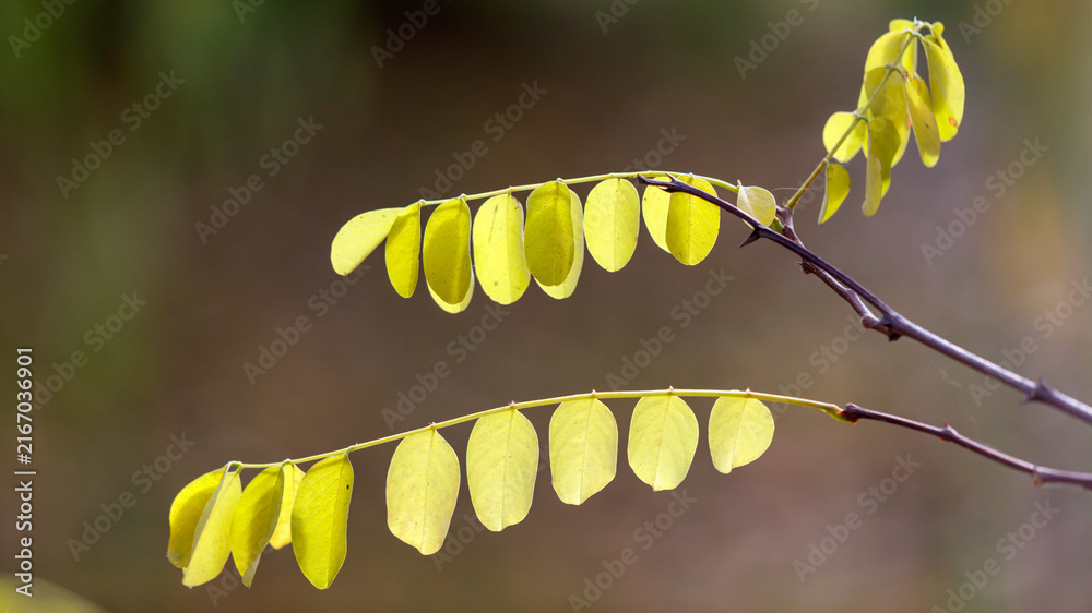 Naklejka premium Delicate green leaves on slender branch