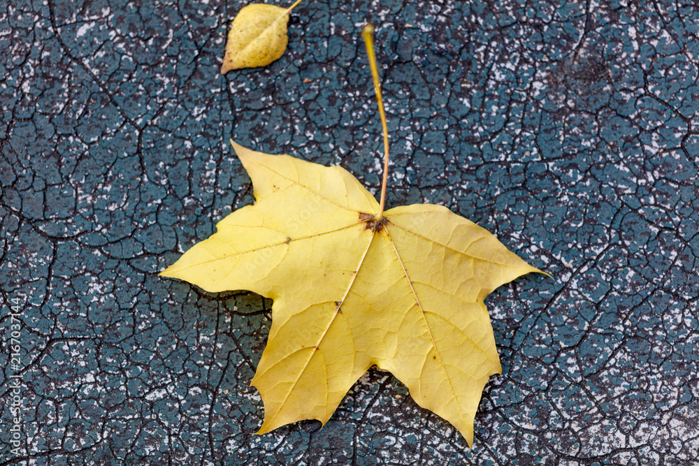 Fototapeta premium Yellow maple leaf rests on cracked, dark surface