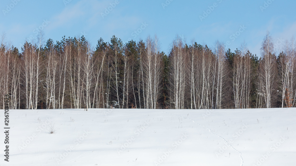 Fototapeta premium Snow blankets a quiet field. White birch trees stand tall. Mix of birch and pine trees lines the horizon. Clear blue sky above the winter landscape.