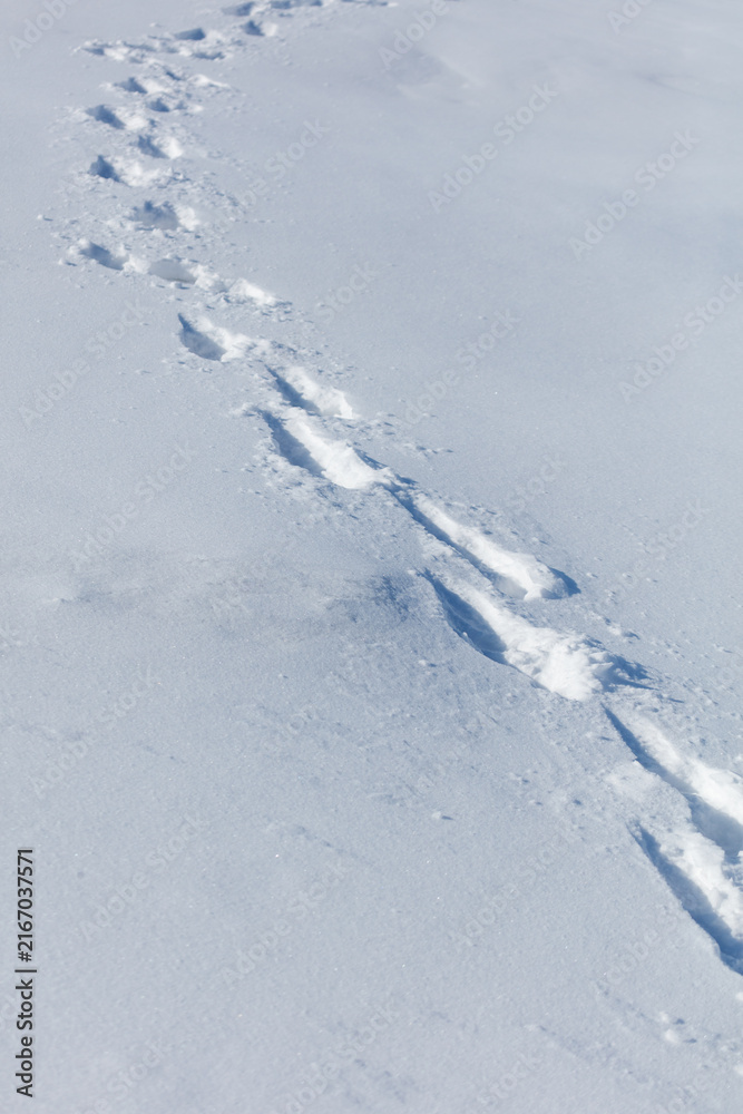 Fototapeta premium Snowy path winds across untouched white landscape. Footprints trail across smooth, pristine snow surface.