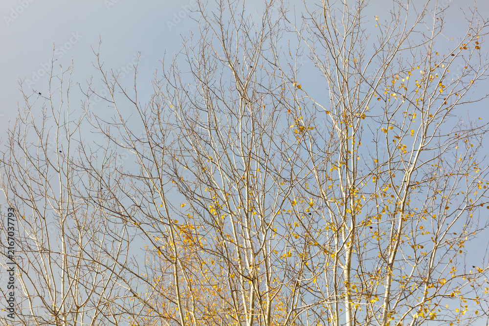 Fototapeta premium Tall trees with bare branches and yellow buds