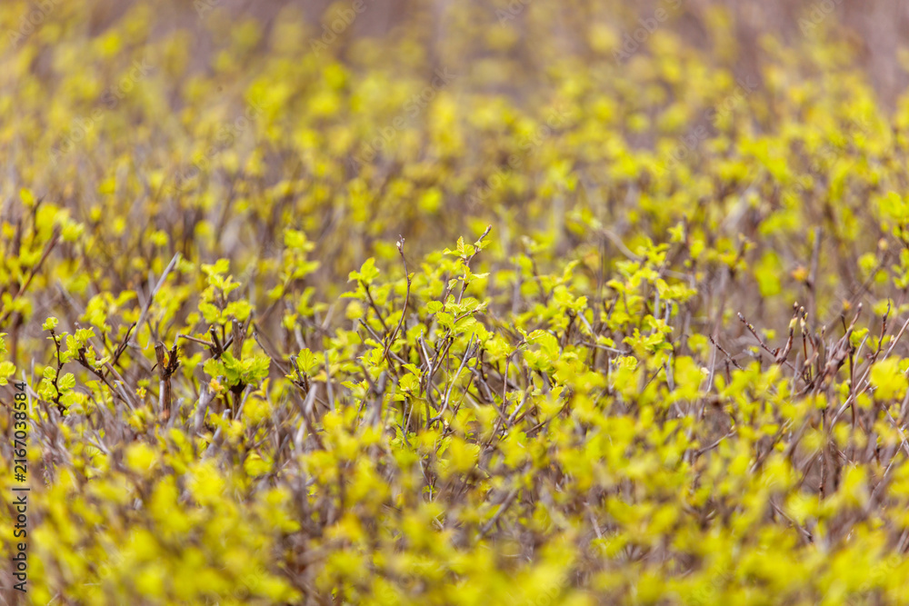 Fototapeta premium Golden yellow blossoms bloom densely across a field