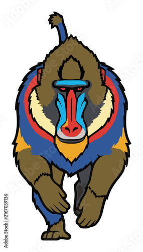 Naklejka Mandrill baboon running dynamic front view vector art. Generative AI