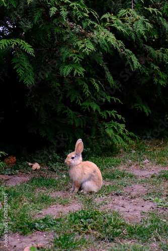 Foto bunny in the woods