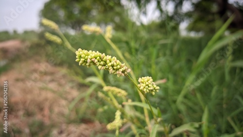 Barnyard grass seed head growing in agricultural field close up shot for botany and weed management concept