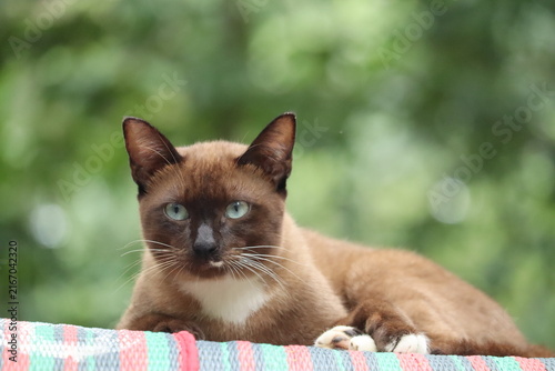 Foto Siamese Cat Portrait: A striking Siamese cat with piercing blue eyes and a sleek brown coat reclines serenely, its gaze fixed forward