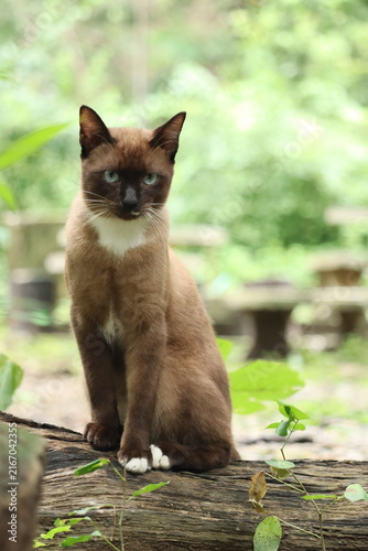 Siamese Cat Poses on a Log: A stunning Siamese cat with striking blue eyes and a distinctive point coloration sits regally on a weathered wooden log, surrounded by a lush, green, natural environment.