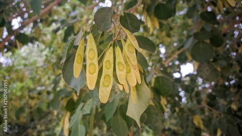 Indian rosewood tree seed pods hanging from branch with green leaves close up shot for forestry and botany concept
