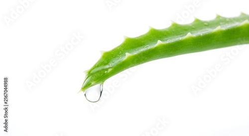 Fresh aloe vera leaf with clear water drop for natural cosmetic skincare.