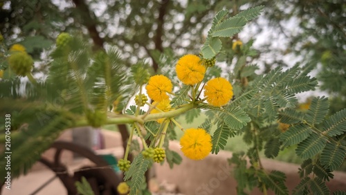 Bright yellow round puff flowers of gum arabic tree with feathery green leaves close up shot for botany and nature concept