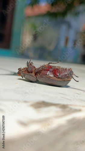 Foto Close up of a rhinoceros beetle lying upside down on the floor, macro photography