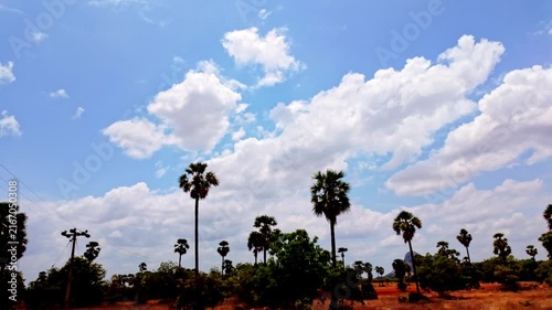 Palmyra Palm Trees in Rural Landscape Under Cloudy Sky