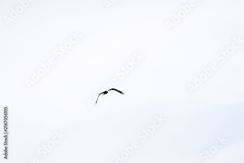 Bird approaches from the blank white sky with wingtips lifted and tail aligned. The bright scene reduces every detail to tone and shape turning motion into a delicate graphic trace.