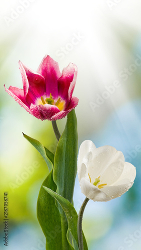 Colorful tulips grow in a garden during springtime with soft light shining through