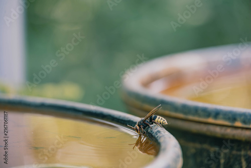 Foto European hornet drinking water from edge of metal barrel with reflection