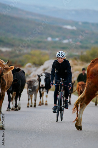 Foto Female Cyclist Riding Through Cattle Herd On Rural Mountain Road During Morning