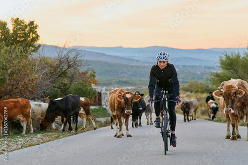 Canvastavla Cyclist Riding Through Herd of Cows on Rural Country Road at Sunset in Mountains