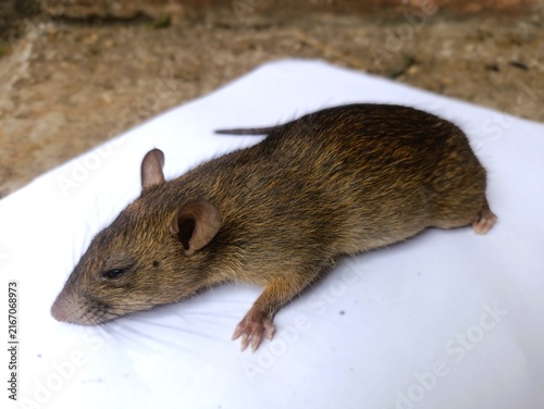 Fotografía Dead rat lying on white surface for pest control or scientific study