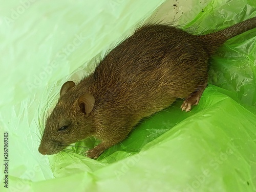 Bild auf Leinwand Dead rat lying on green plastic surface for disposal or pest control