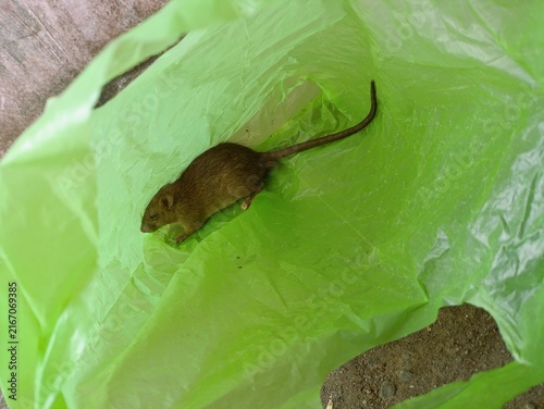 Bild auf Leinwand Dead rat on green plastic surface, pest control or sanitation concept