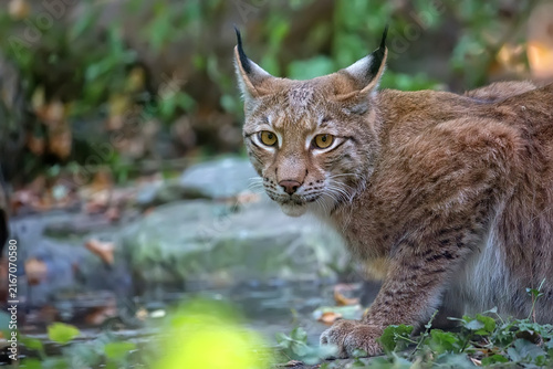 Lynx a closeup portrait