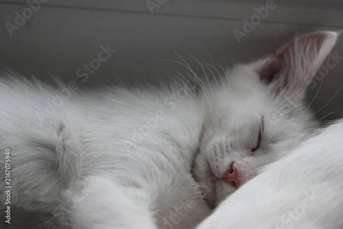 White kitten relax, very cute pet