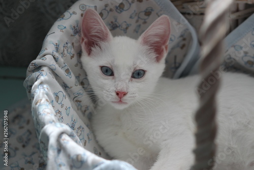 Cat white color with blue eyes